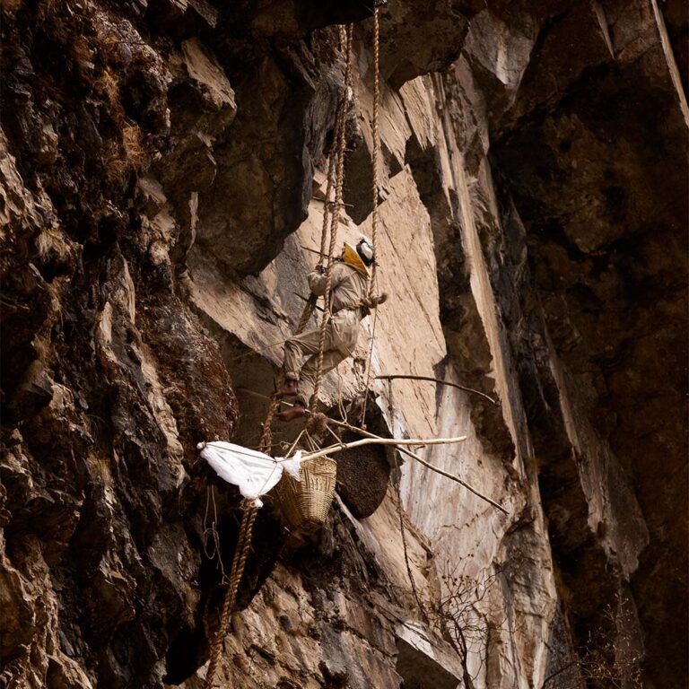 Original raw honey harvested by wild honey hunters