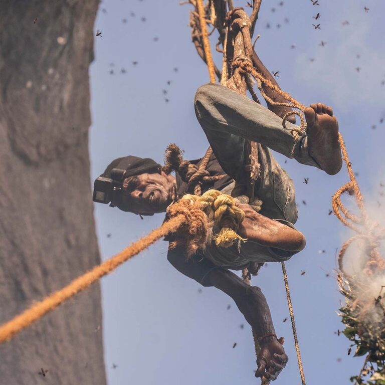 Pure wild honey collected from untouched forest regions