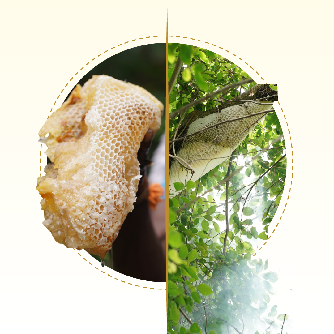 pure honey extraction