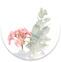 Buy raw forest honey based on bee varieties