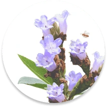 Seasonal forest honey varieties from Ghats Honey