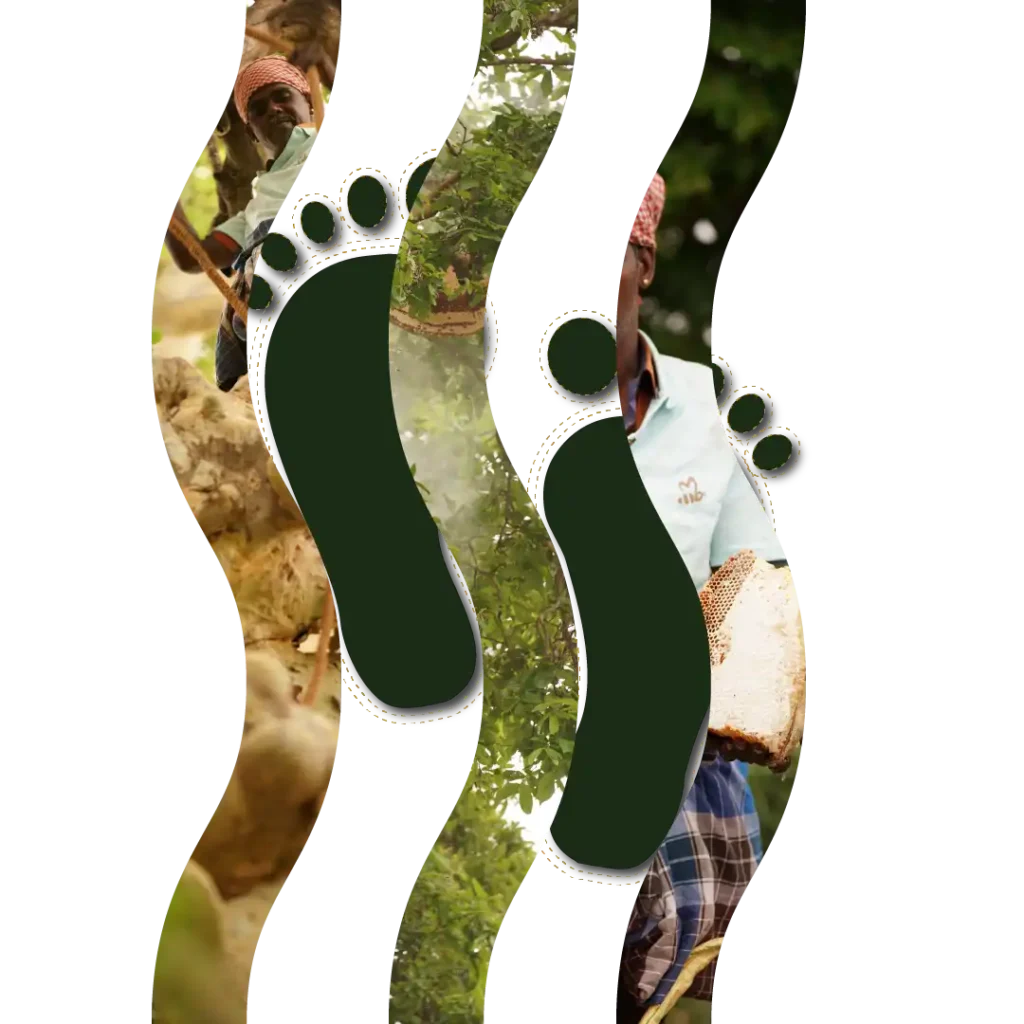 Traditional honey hunter climbing a tree and harvesting wild honeycomb in the forest