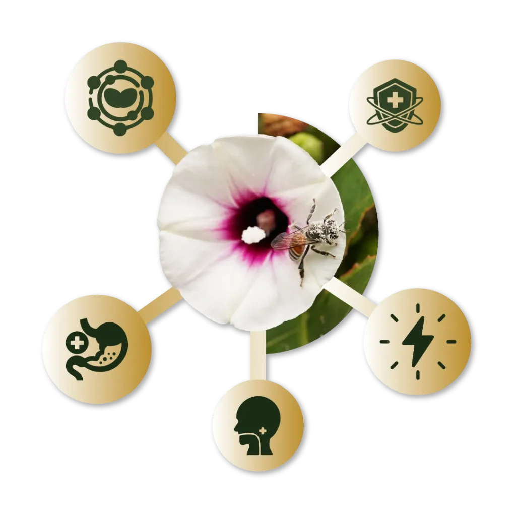 benefits of wild honey explained