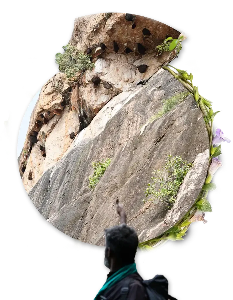 Natural bee honeycombs clustered on rocky forest cliff