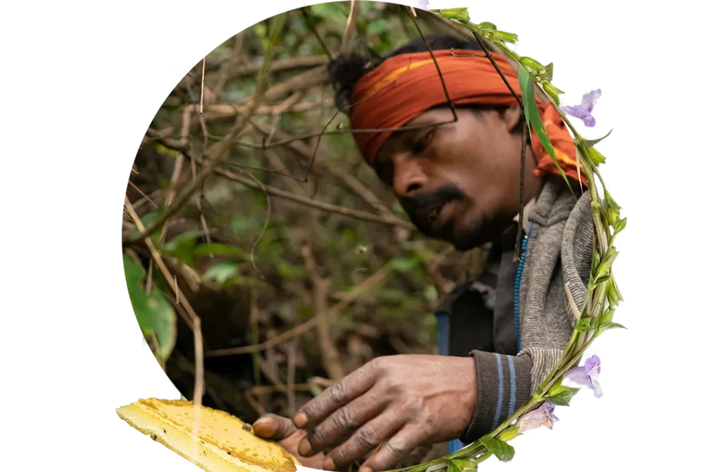 Wild Honey Hunters harvesting rare kurinji honey comb from the forests