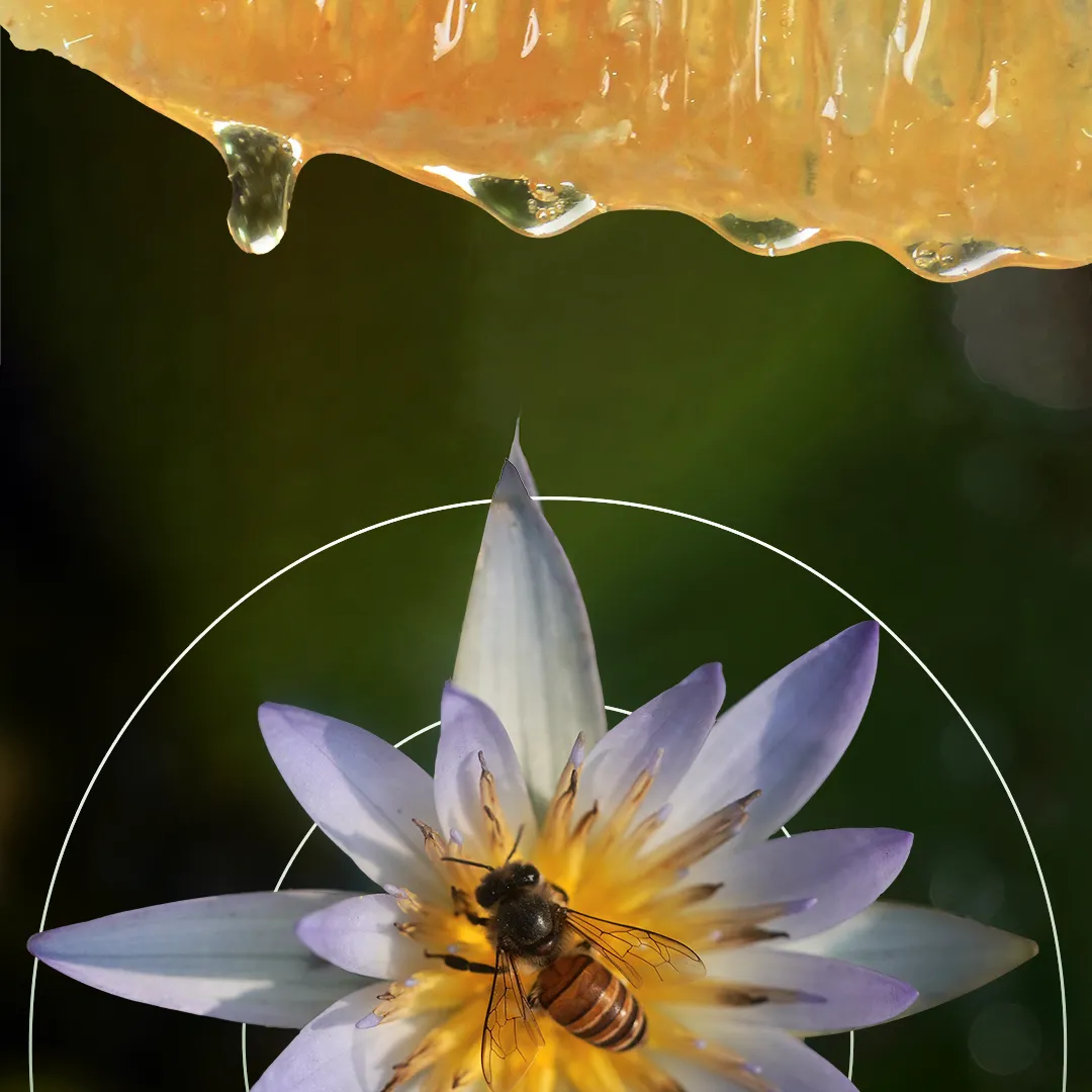 Organic raw honey comb with wild flower
