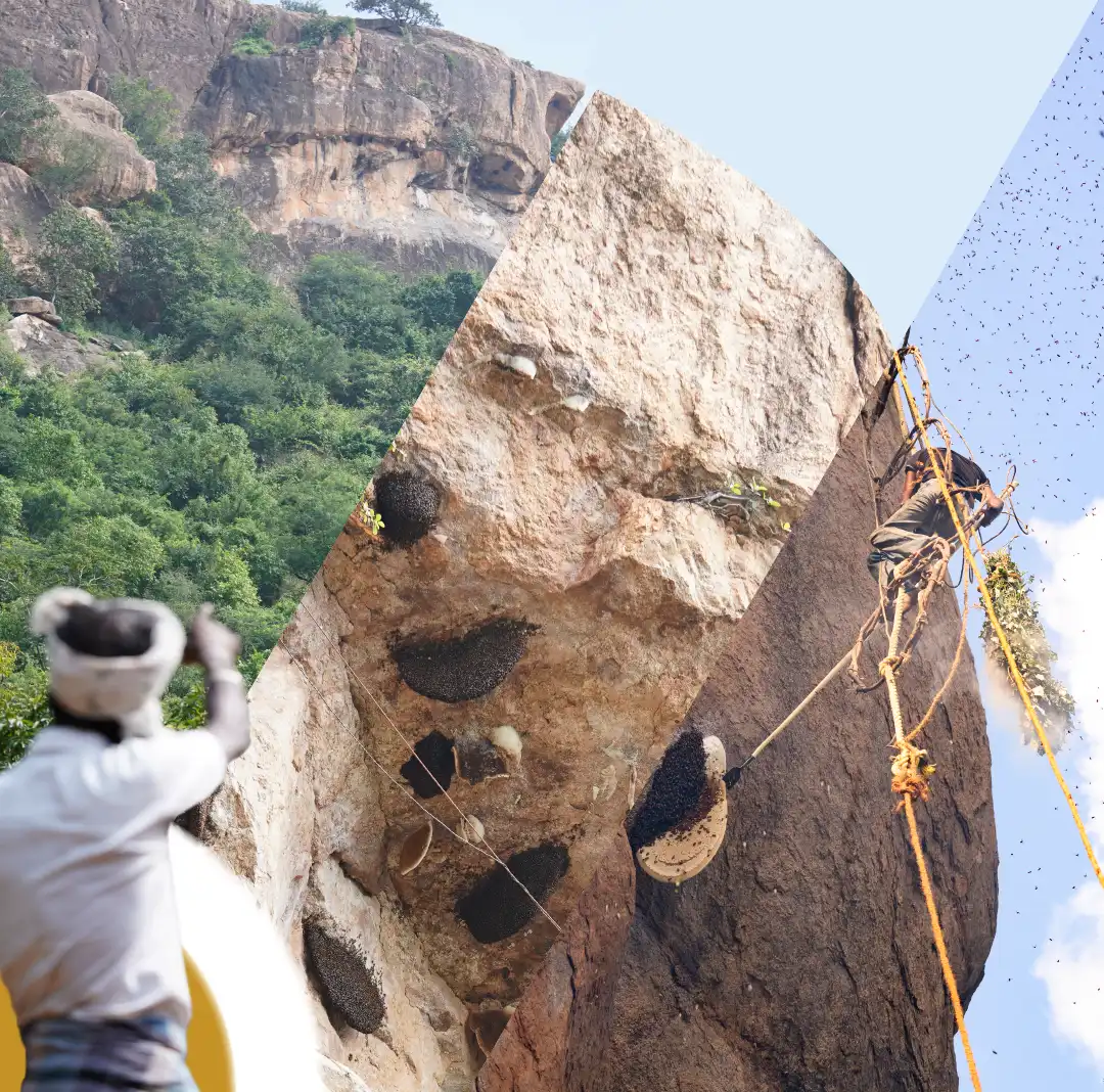 wild honey hunters collecting raw forest honey from high cliffs