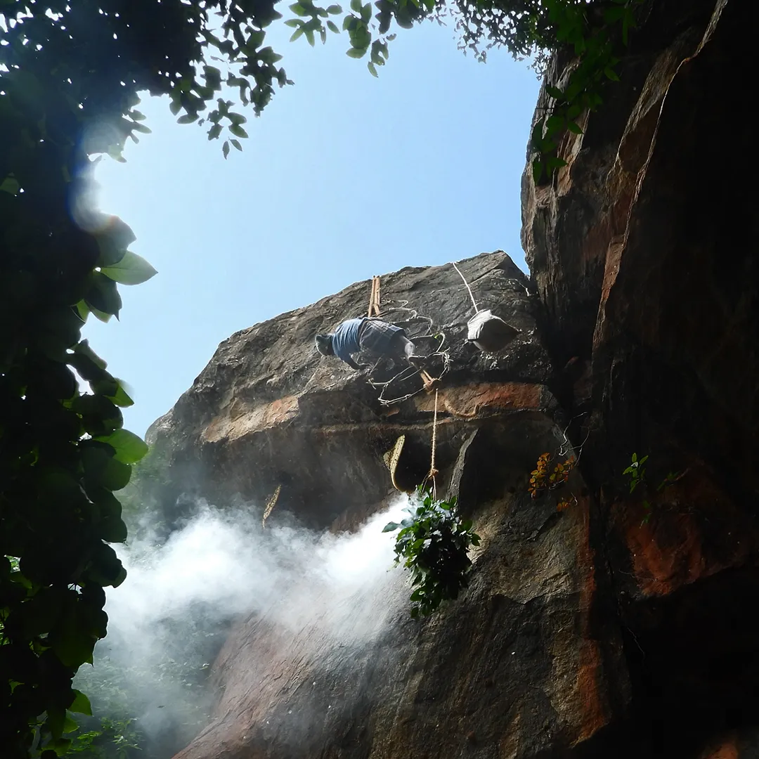 best honey in India wild honey hunters ghats honey