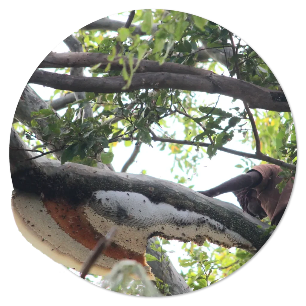 raw honey harvesting wild honey hunters