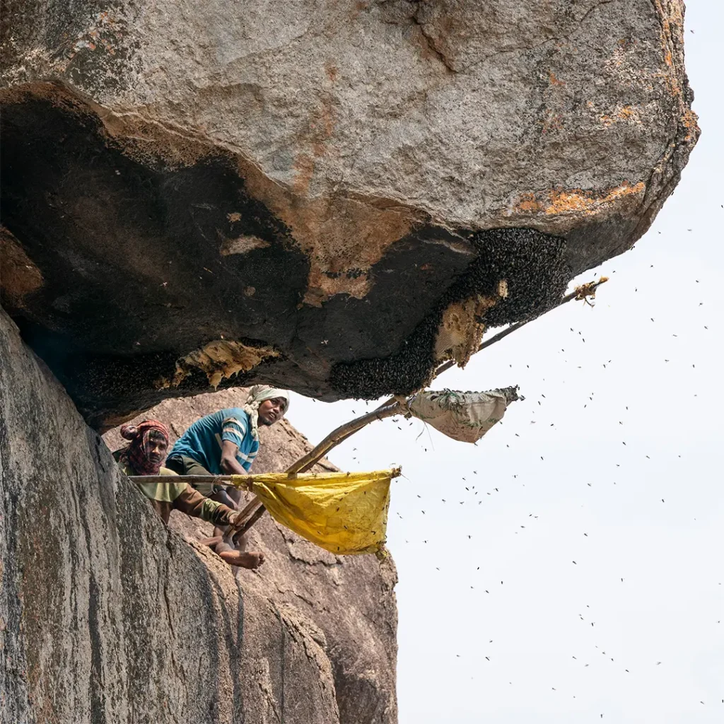 Traditional honey hunters collecting wild honey from a natural bee hive under a rocky cliff.