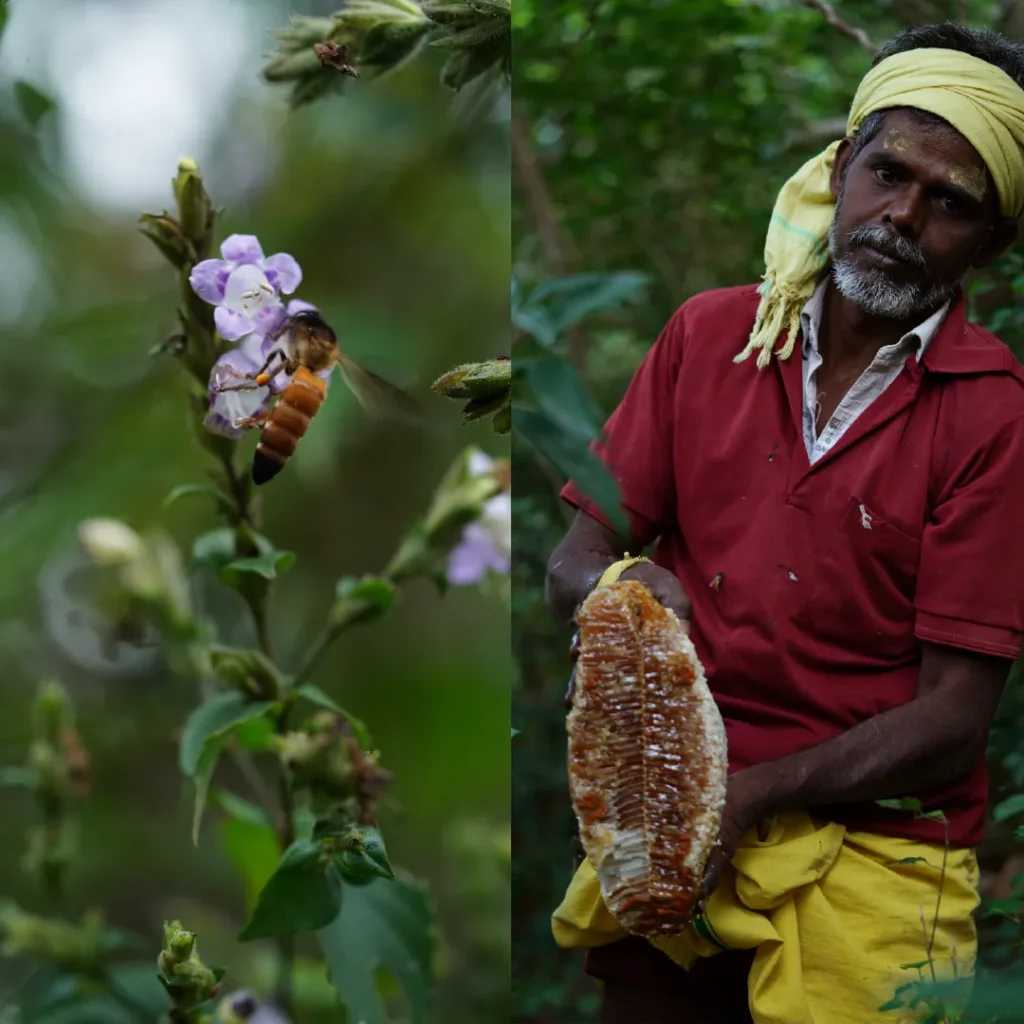 Honey bee collecting nectar from forest flowers and a traditional honey hunter holding freshly harvested wild honeycomb.