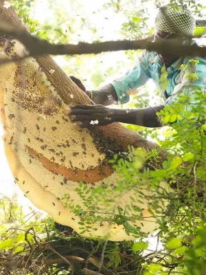 wild honey harvesting by traditional honey hunters
